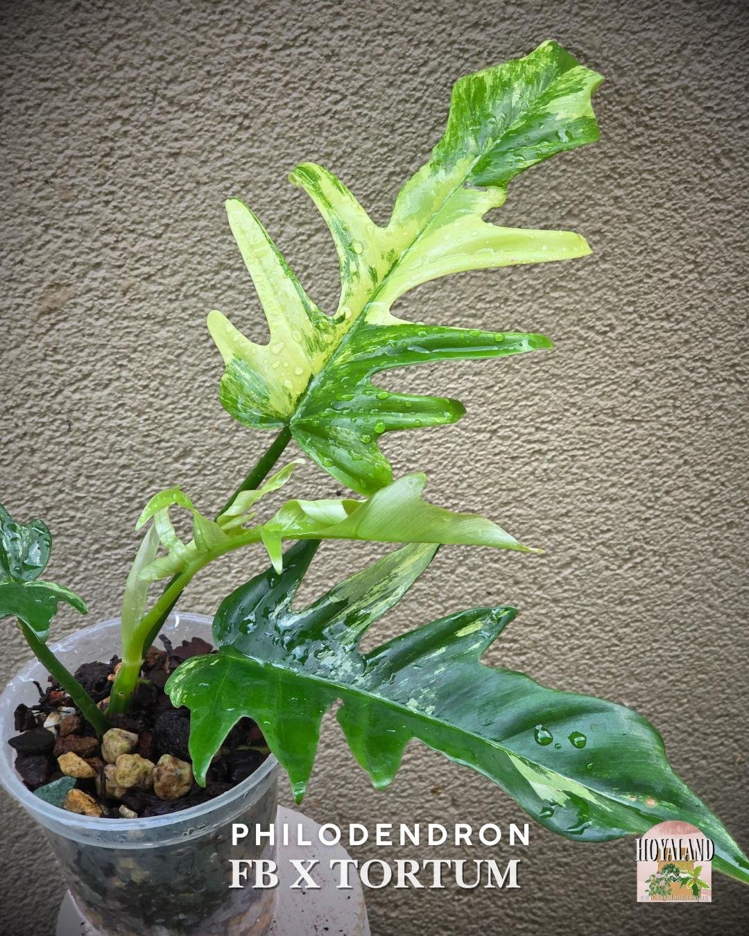 Philodendron Florida Beauty X Tortum | Rare Indoor Outdoor Plant Philodendron Florida Beauty X Tortum | Rare Indoor Outdoor Plant
